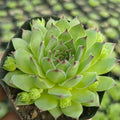 Sempervivum (Laxmikamal) - Succulents Mart