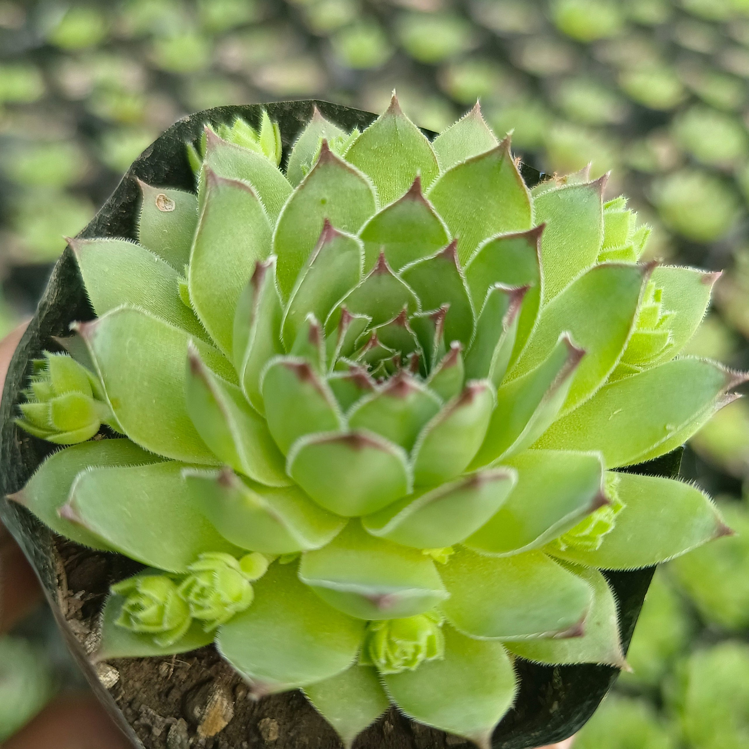Sempervivum (Laxmikamal) - Succulents Mart