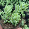 Donkey's tails - Succulents Mart