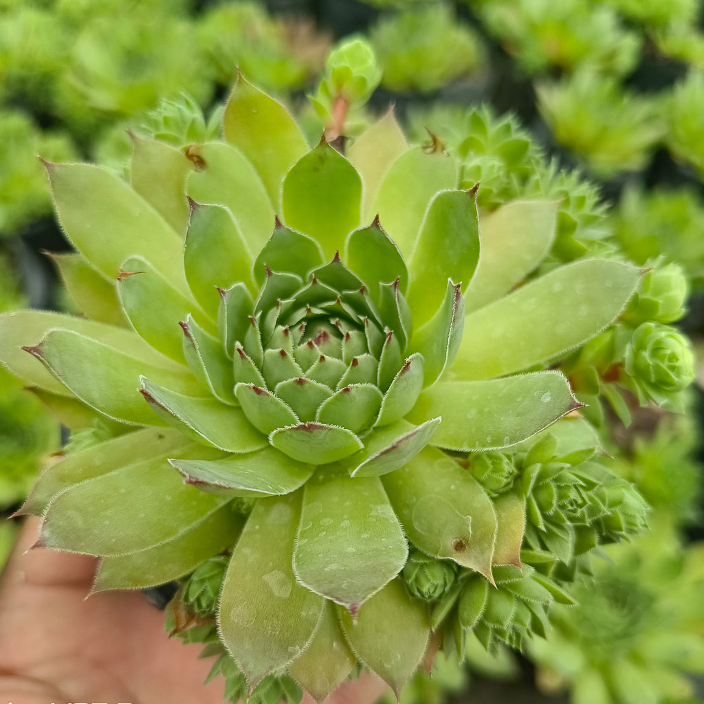 Sempervivum (Laxmikamal) - Succulents Mart