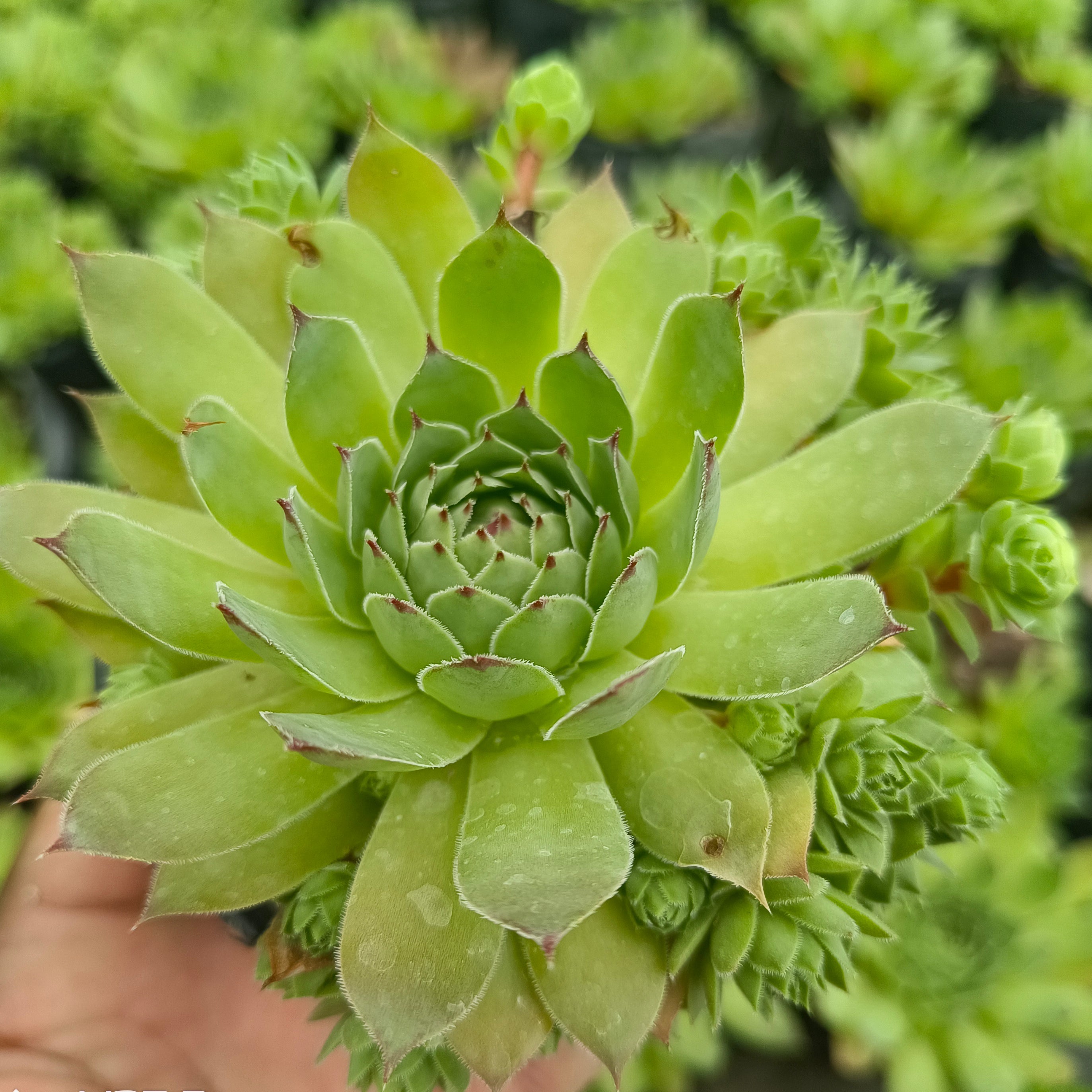Sempervivum (Laxmikamal) - Succulents Mart