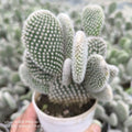 Bunny Ear Cactus (white-spined form) - Succulents Mart