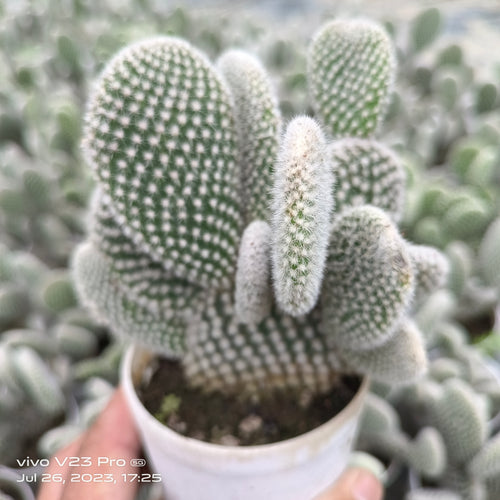 Bunny Ear Cactus (white-spined form) - Succulents Mart