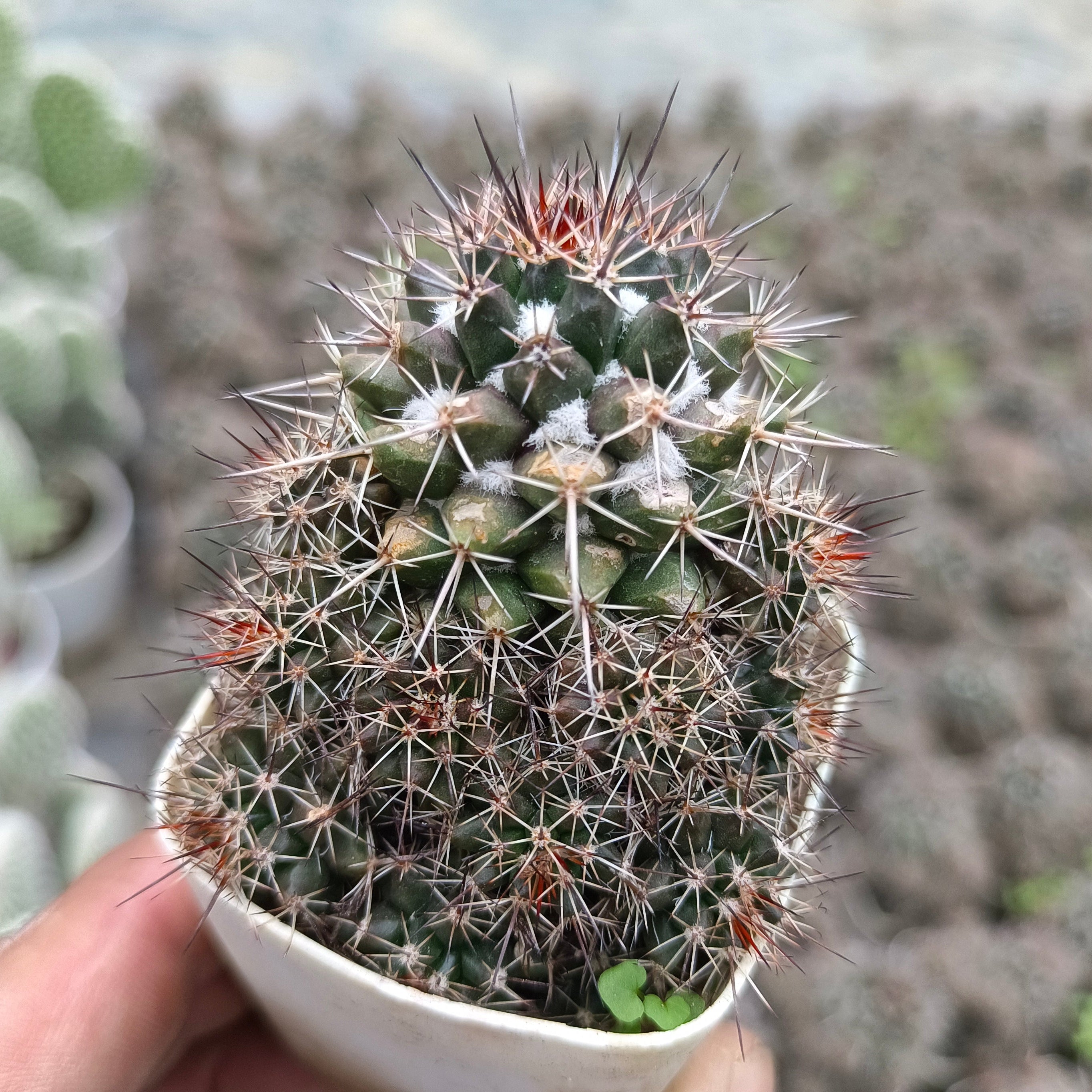 Mammillaria rhodantha - Succulents Mart