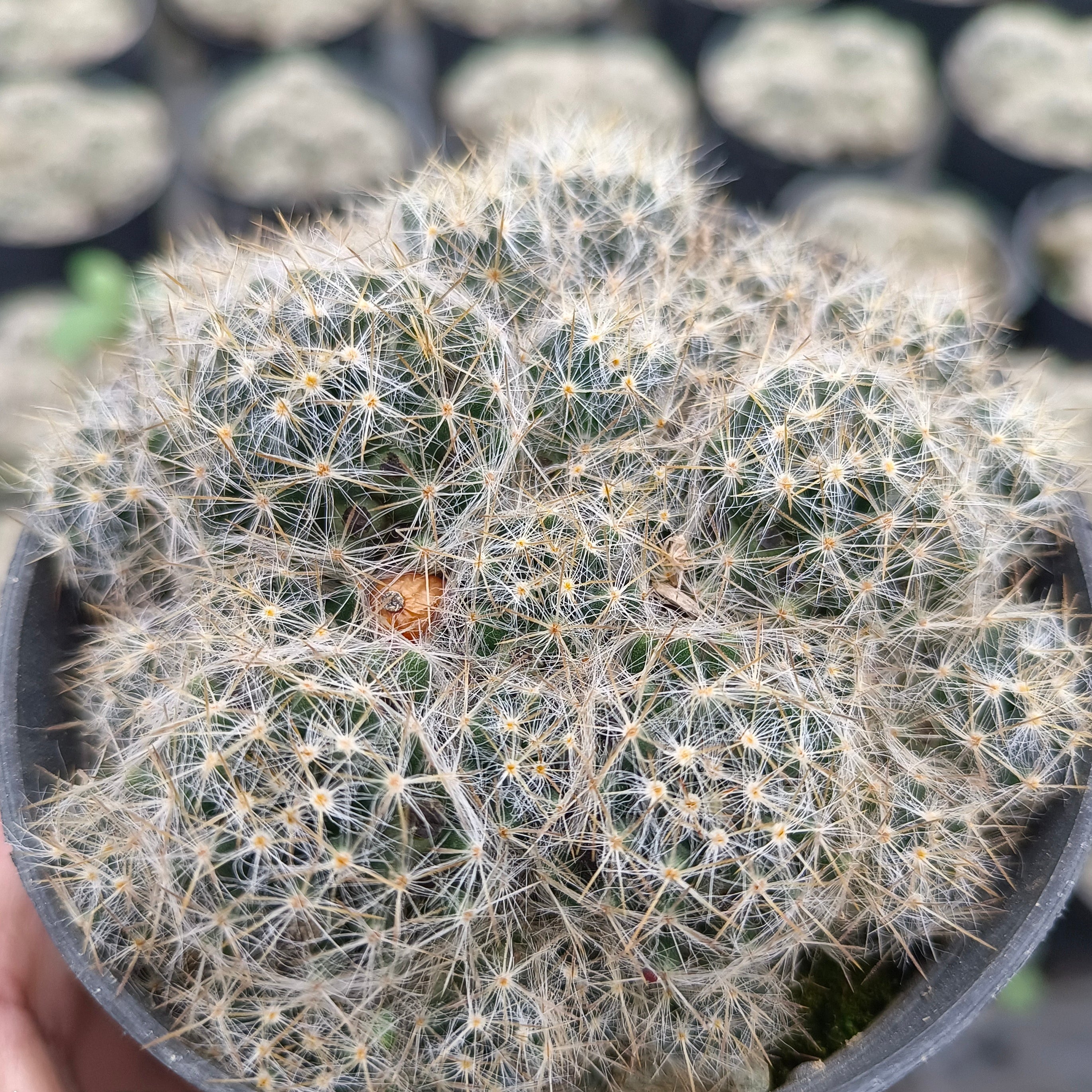 Mammillaria gracilis (Thimble Cactus) - Succulents Mart