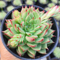 Echeveria agavoides - Succulents Mart