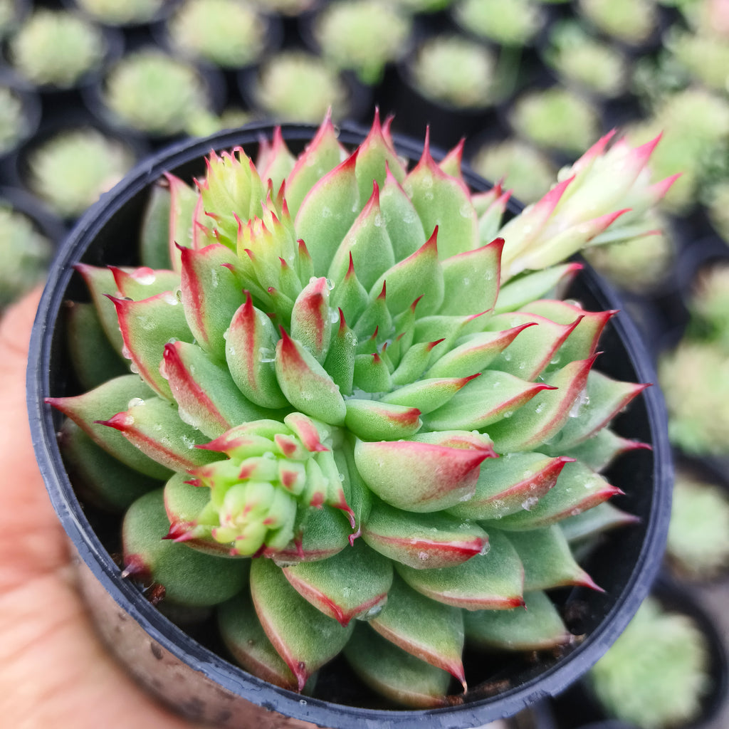 Echeveria agavoides - Succulents Mart