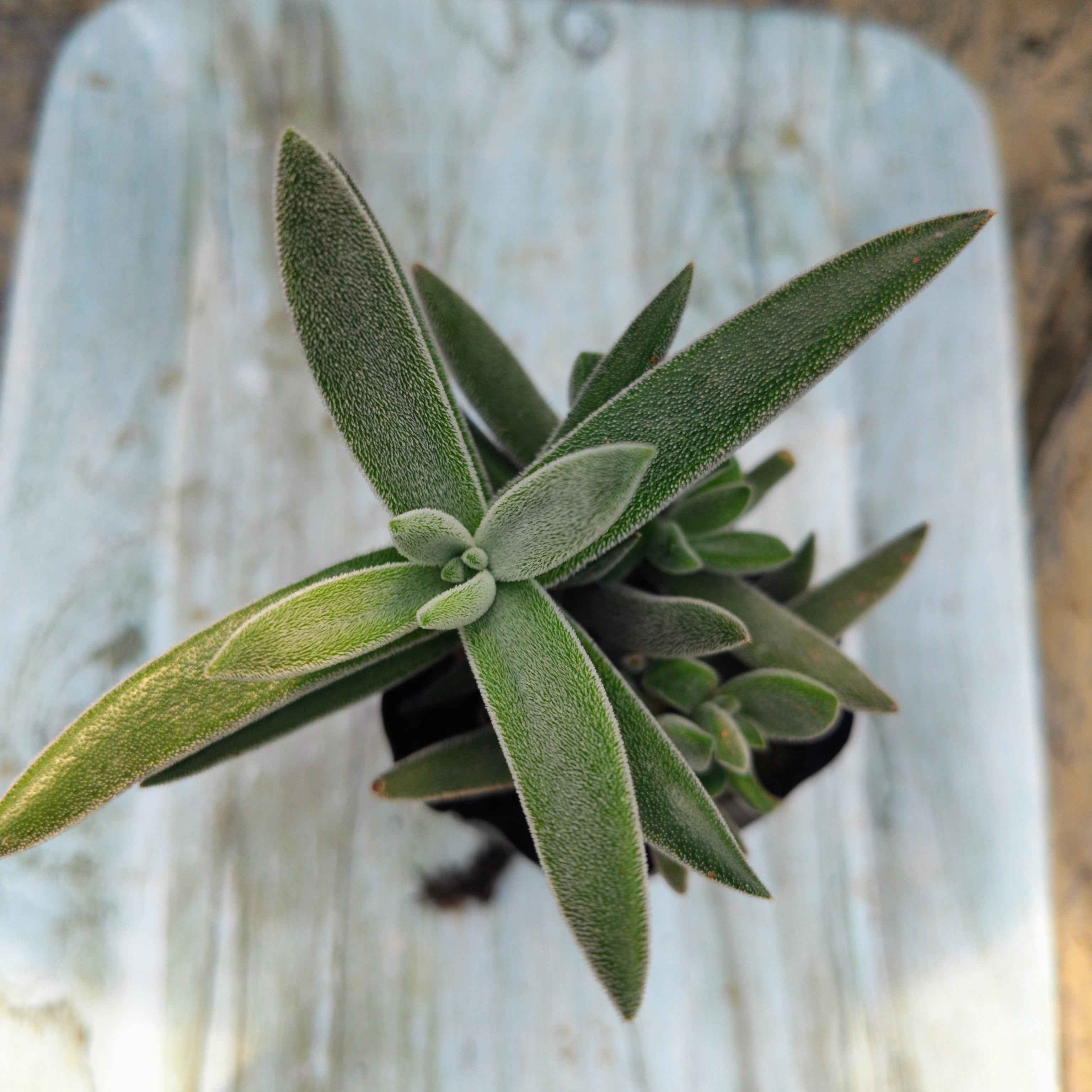 Crassula mesembryanthemoides