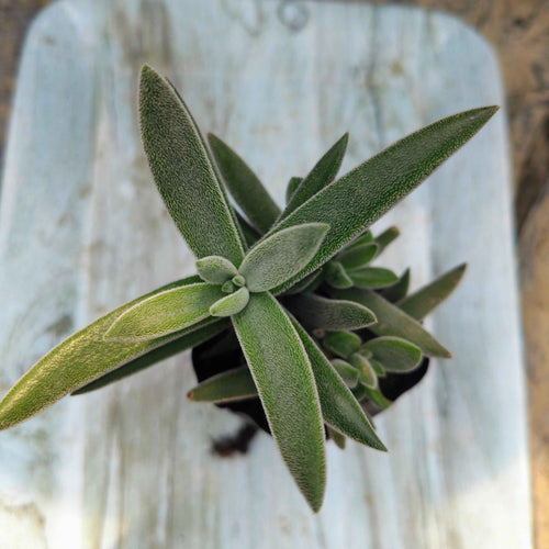 Crassula mesembryanthemoides