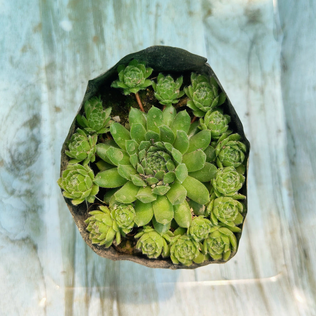 Green succulent plant in a decorative pot on a textured surface