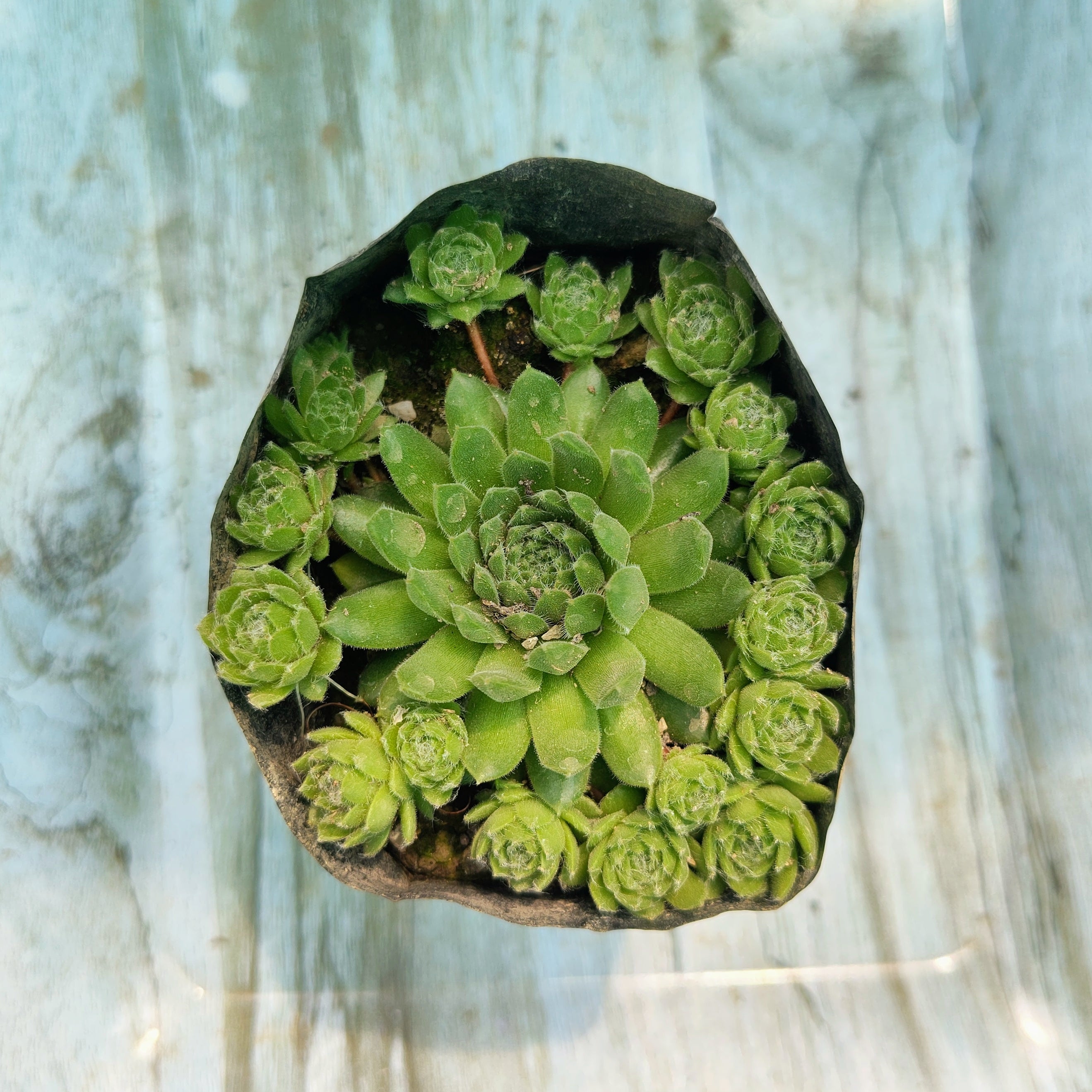 Green succulent plant in a decorative pot on a textured surface