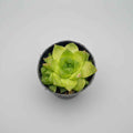Haworthia Cymbiformis
