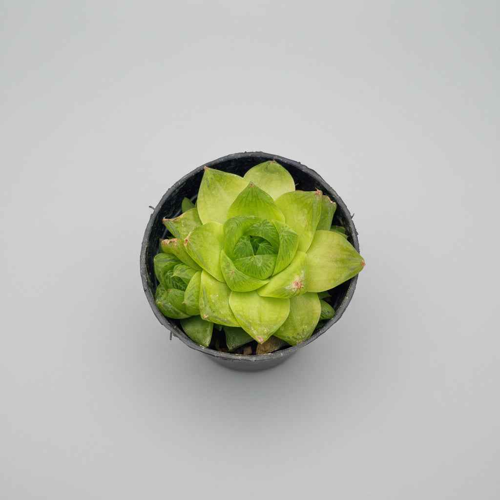 Haworthia Cymbiformis
