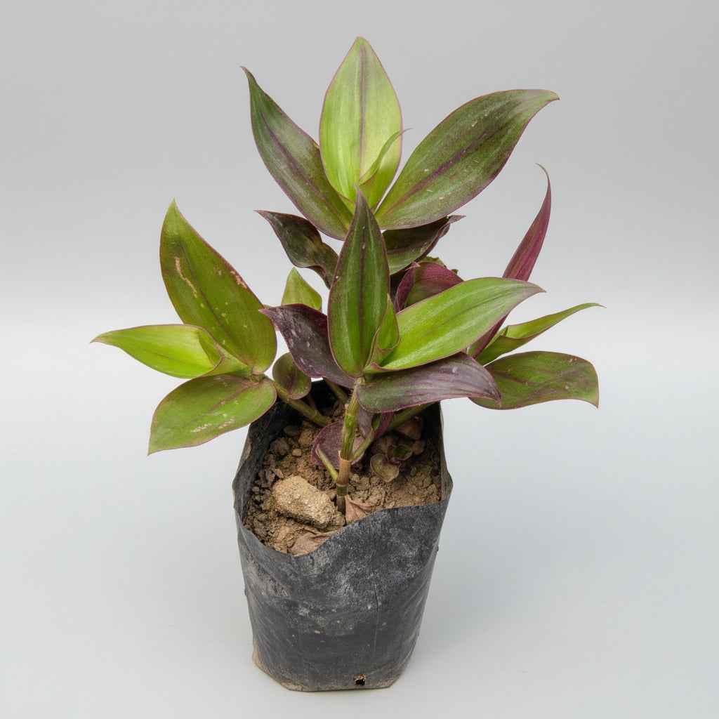 Tradescantia zebrina
