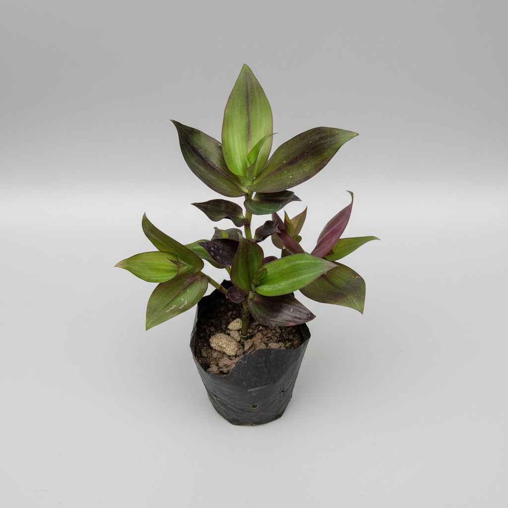 Tradescantia zebrina
