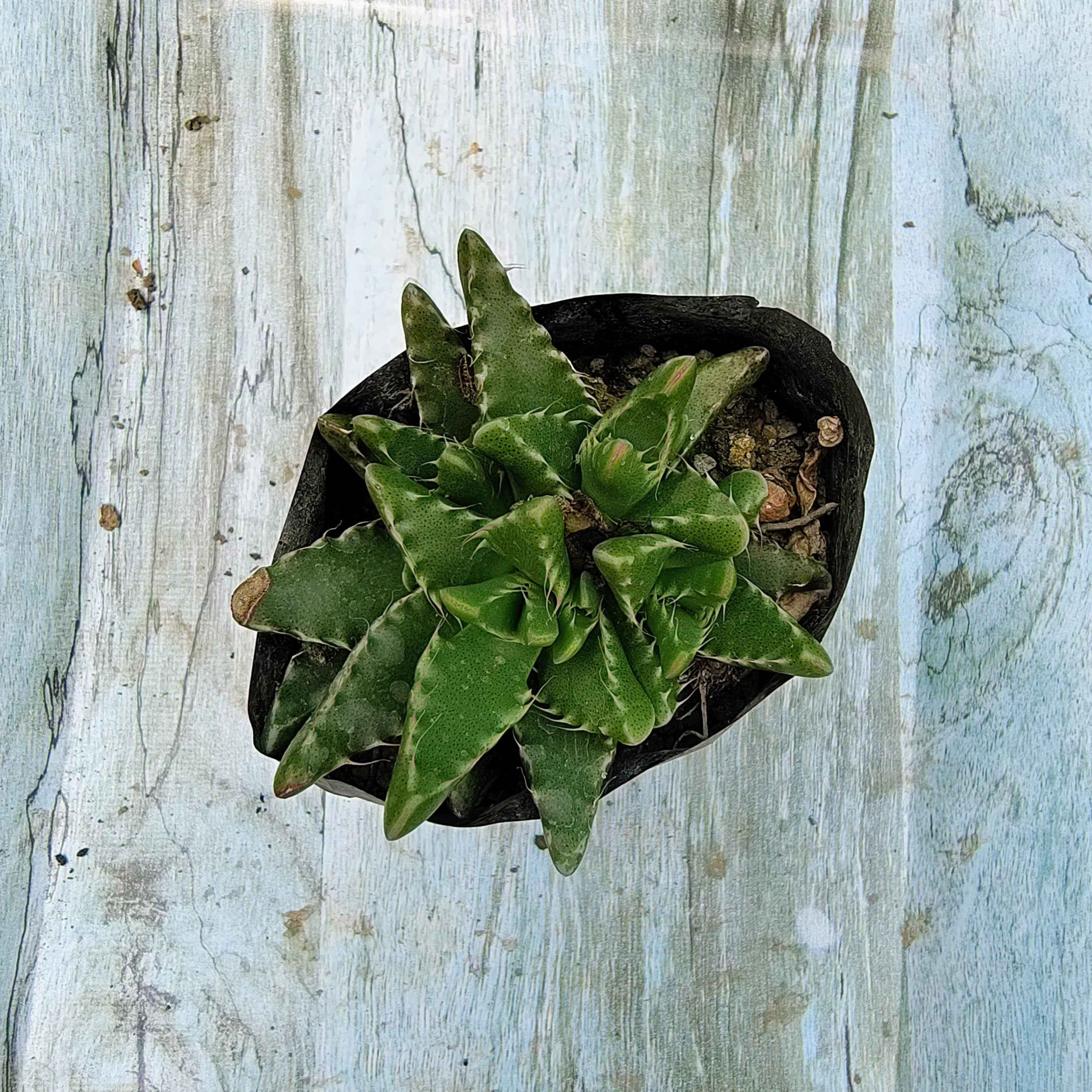 Faucaria Tigrina Tiger Plant
