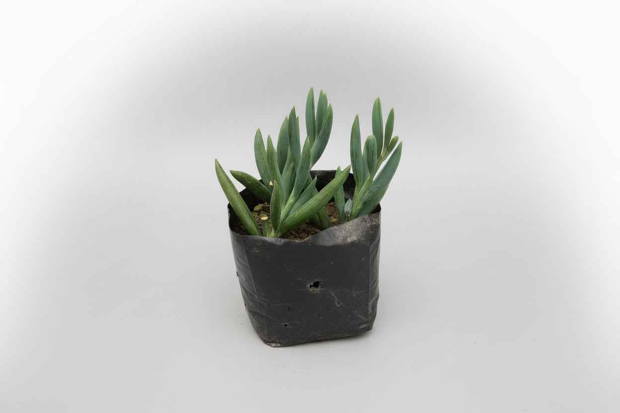 Senecio Serpens