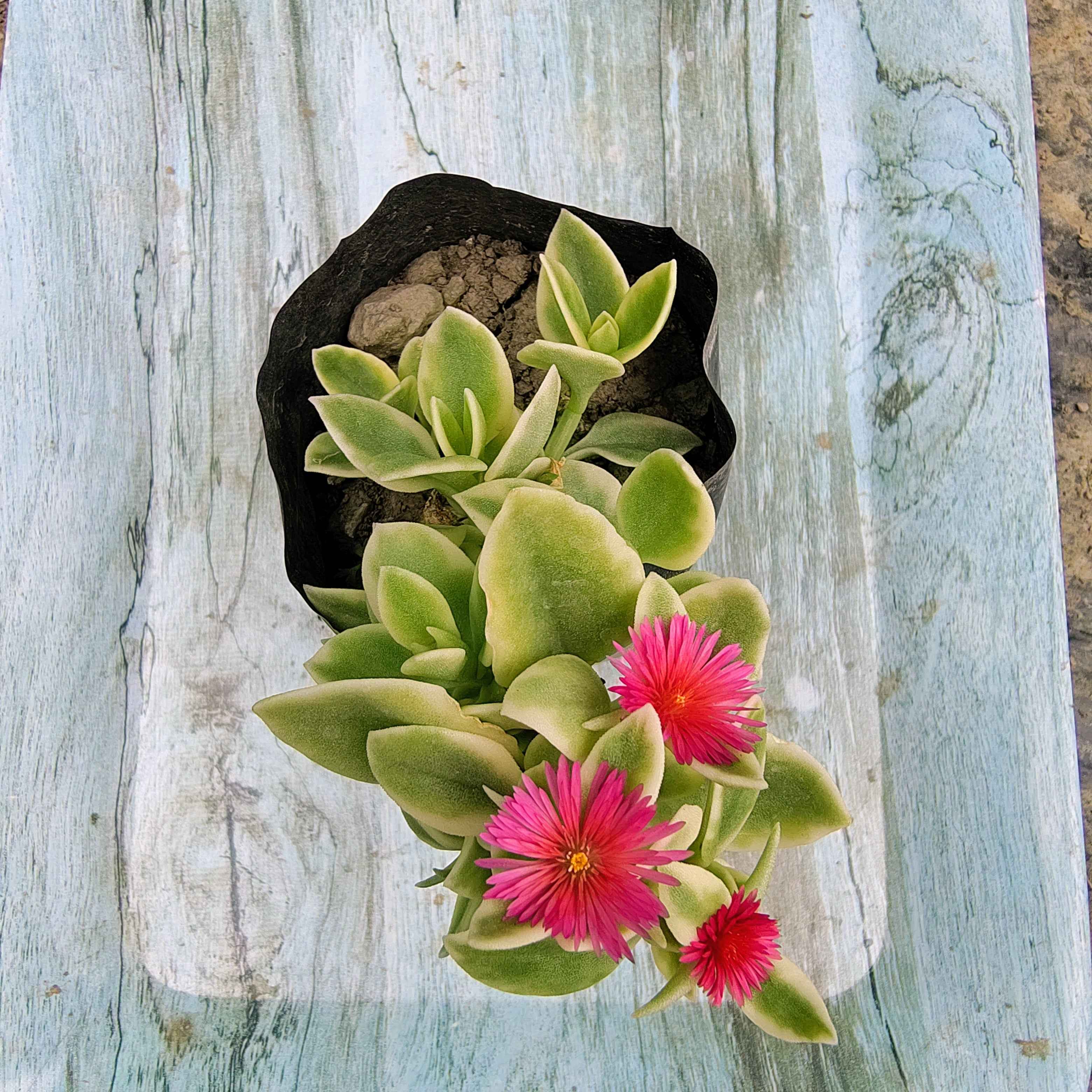 Variegated Baby Sunrose