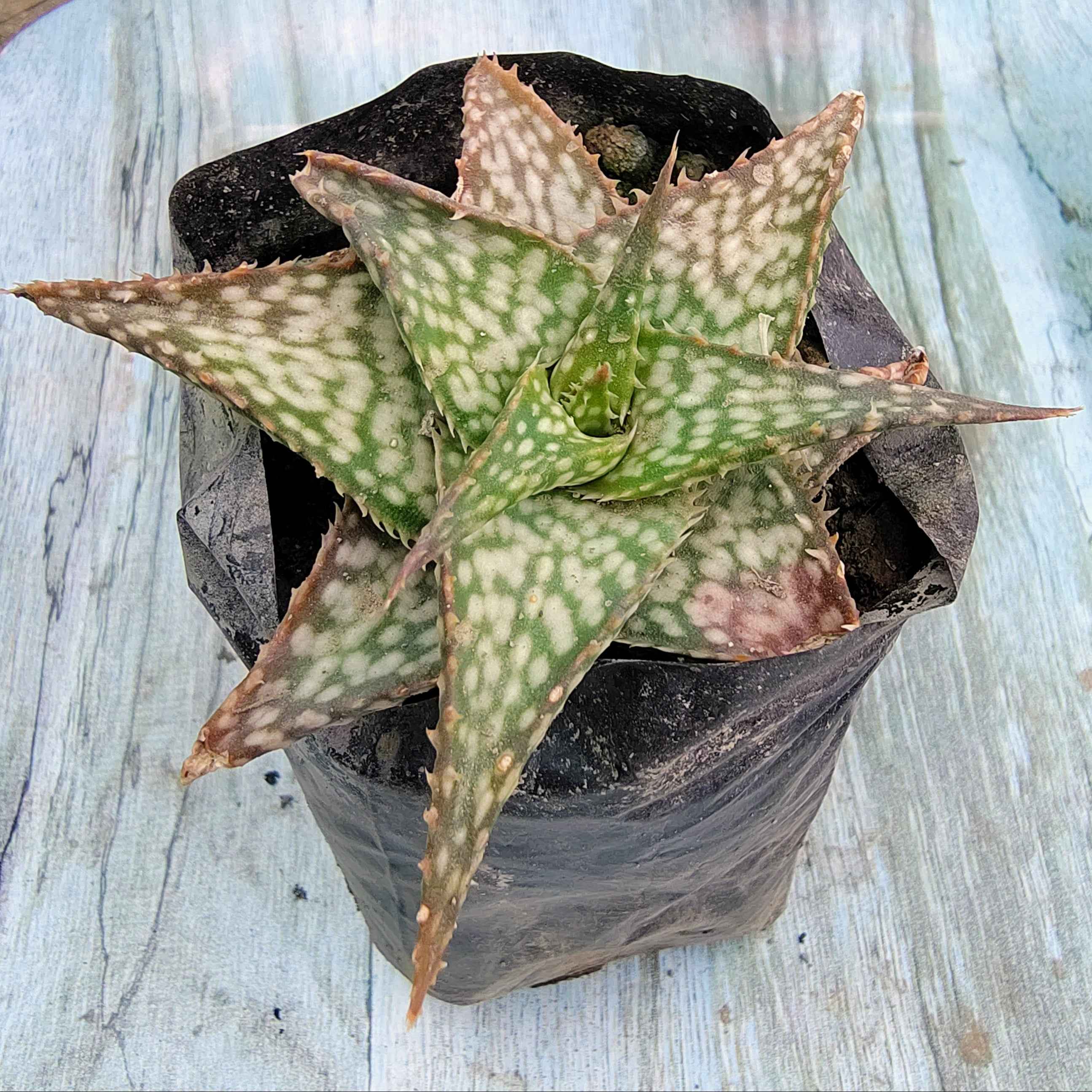 Christmas Carol Aloe