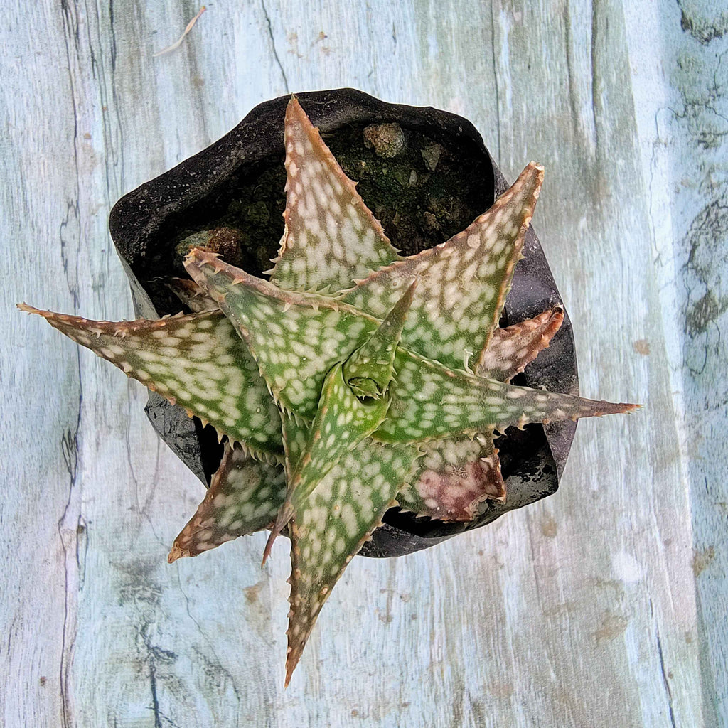 Christmas Carol Aloe