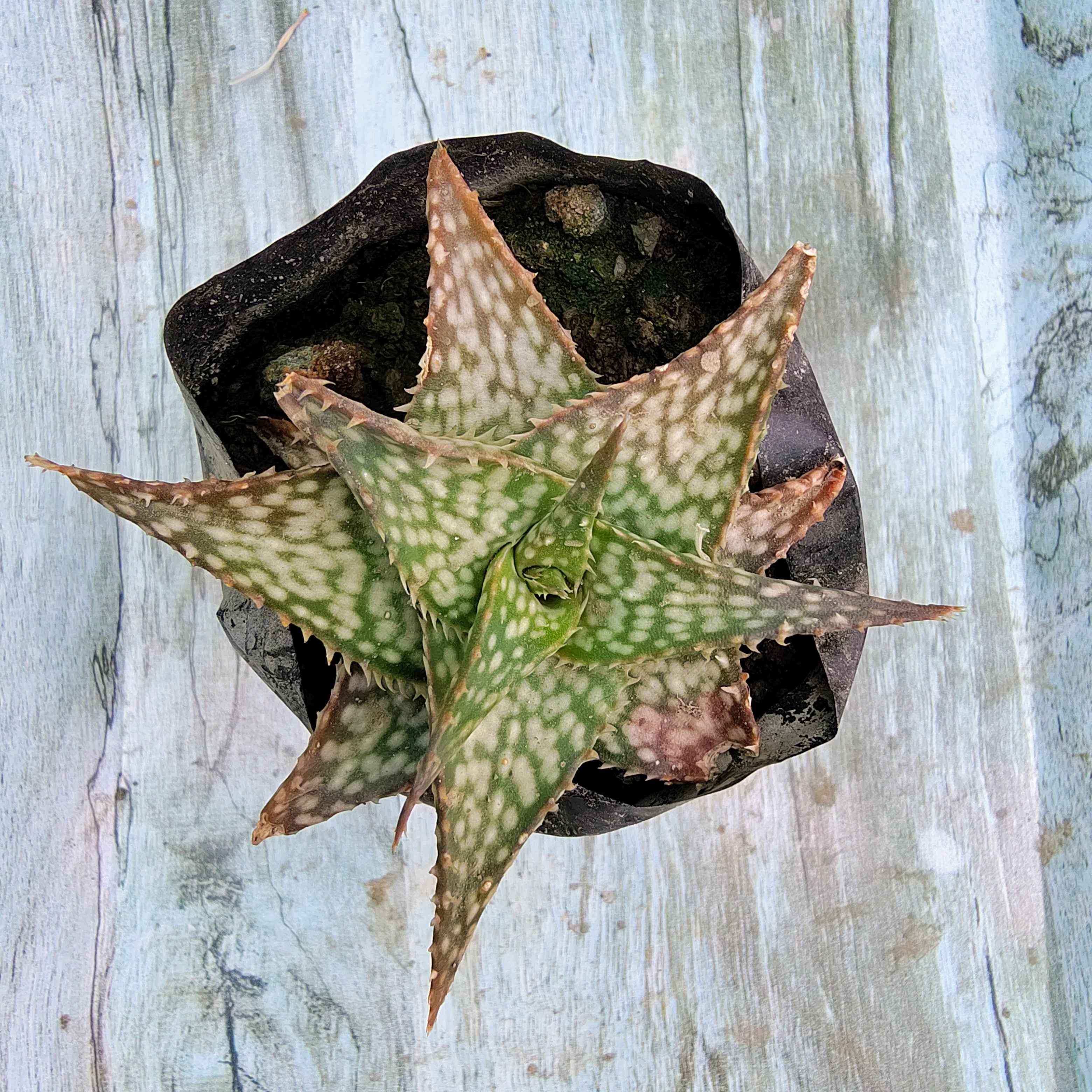 Christmas Carol Aloe