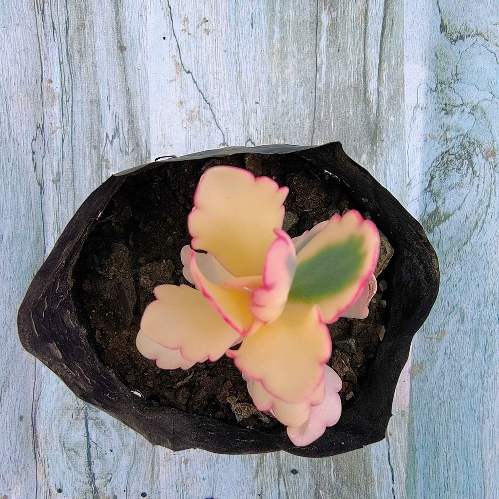 Kalanchoe Fetchschonki (Lavender Scallops)