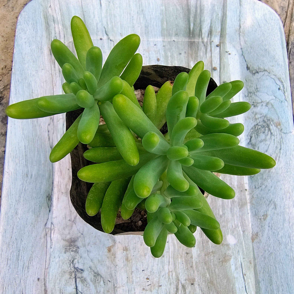 Sedum Rubrotinctum