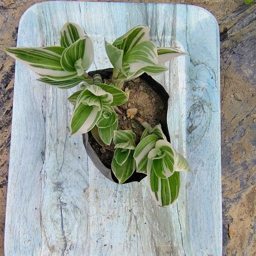Green Wandering Plant