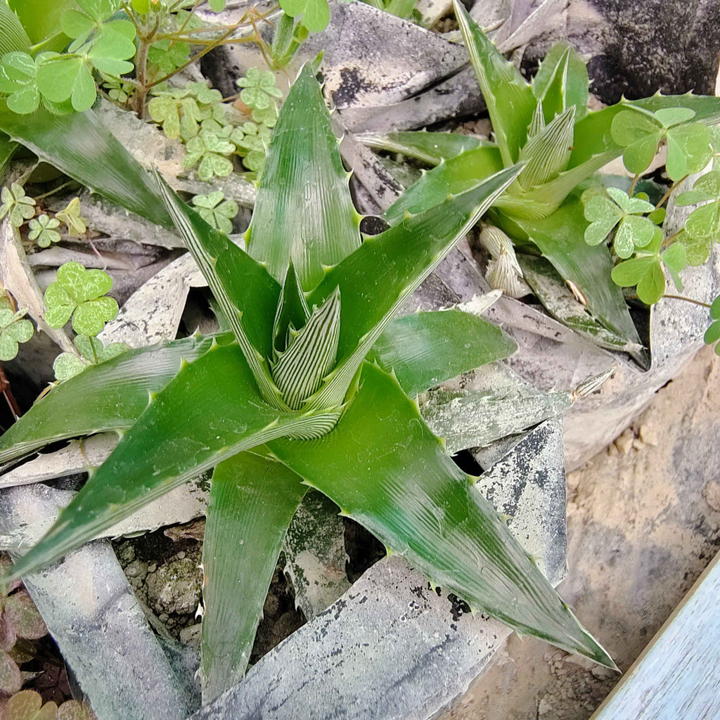 Dykia Brevifolia