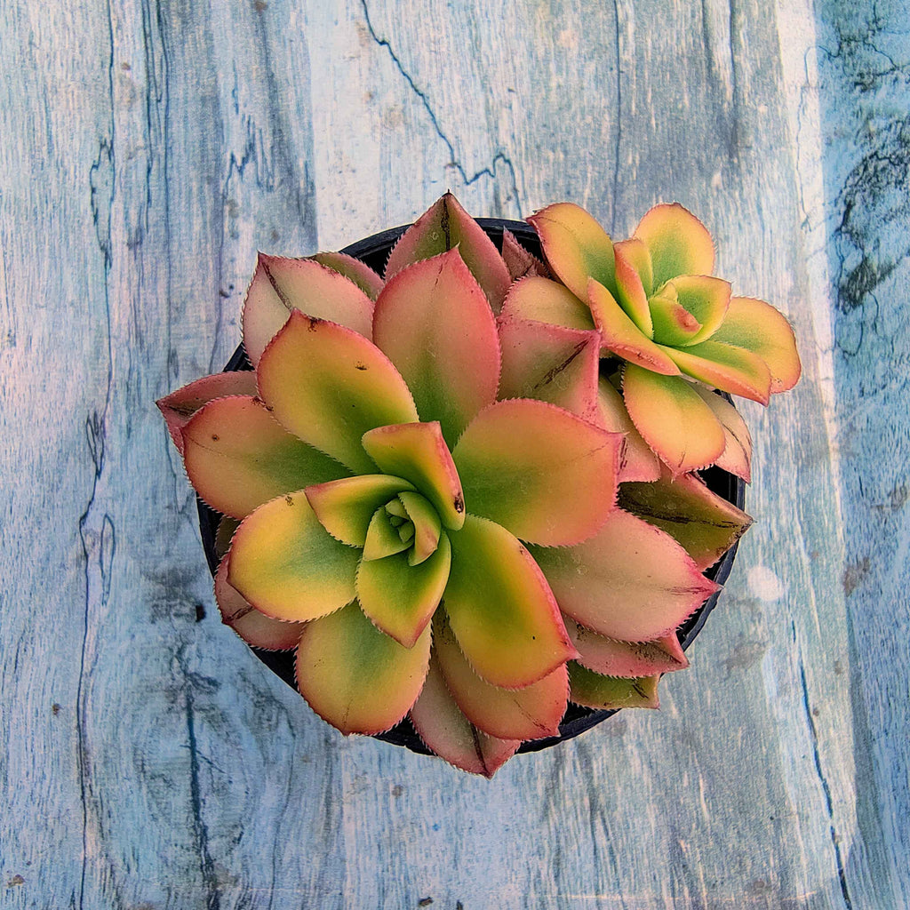 Aeonium Kiwi