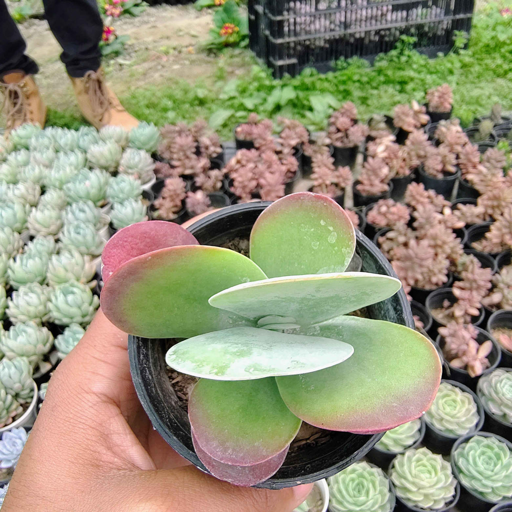 Paddle Plant (Kalanchoe Flapjack)