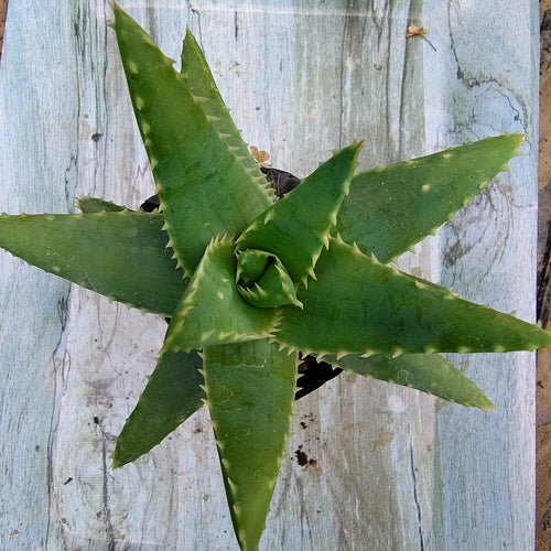 Aloe brevifolia (Short-Leafed Aloe)