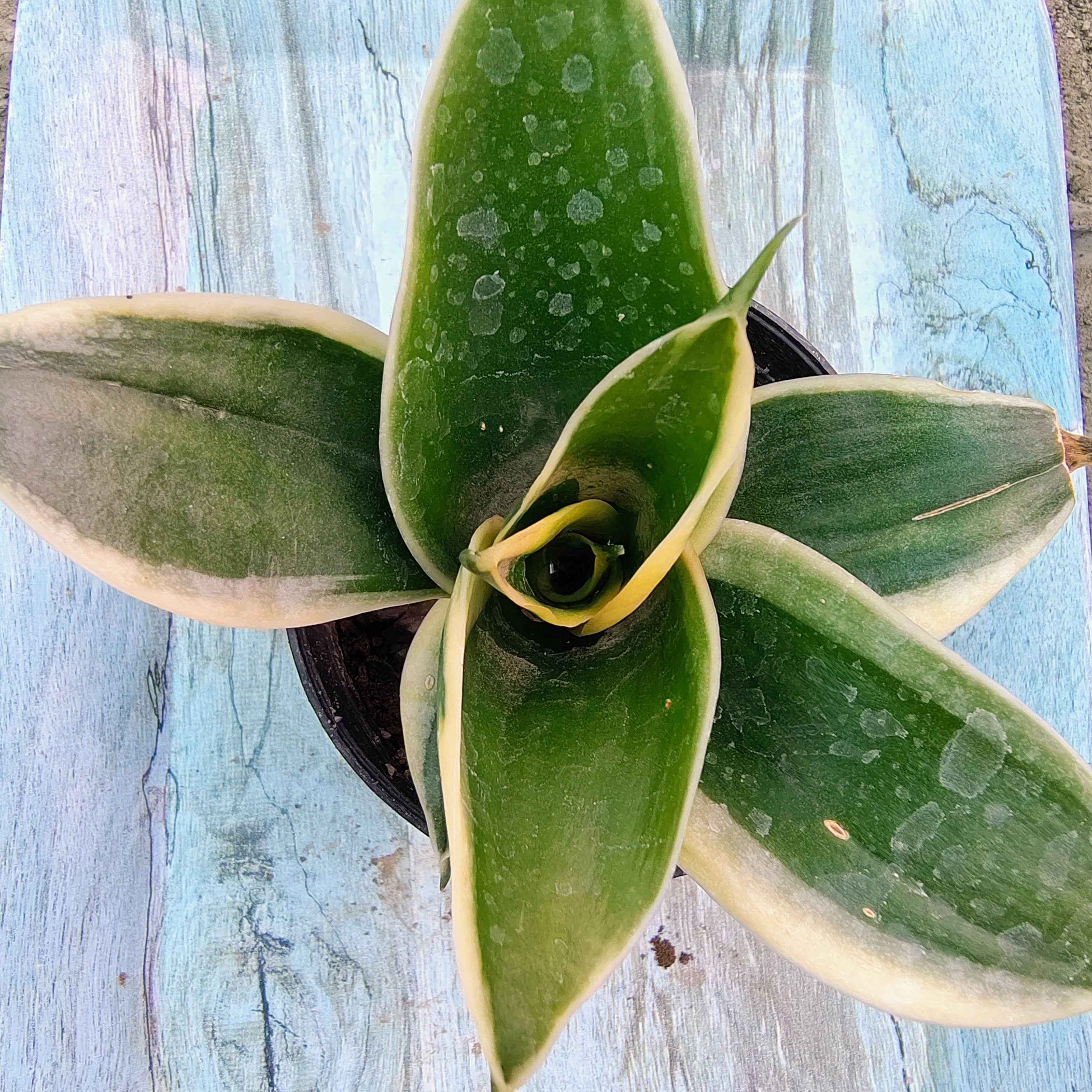 Snake Plant (Sansevieria Trifaciata Variegated)