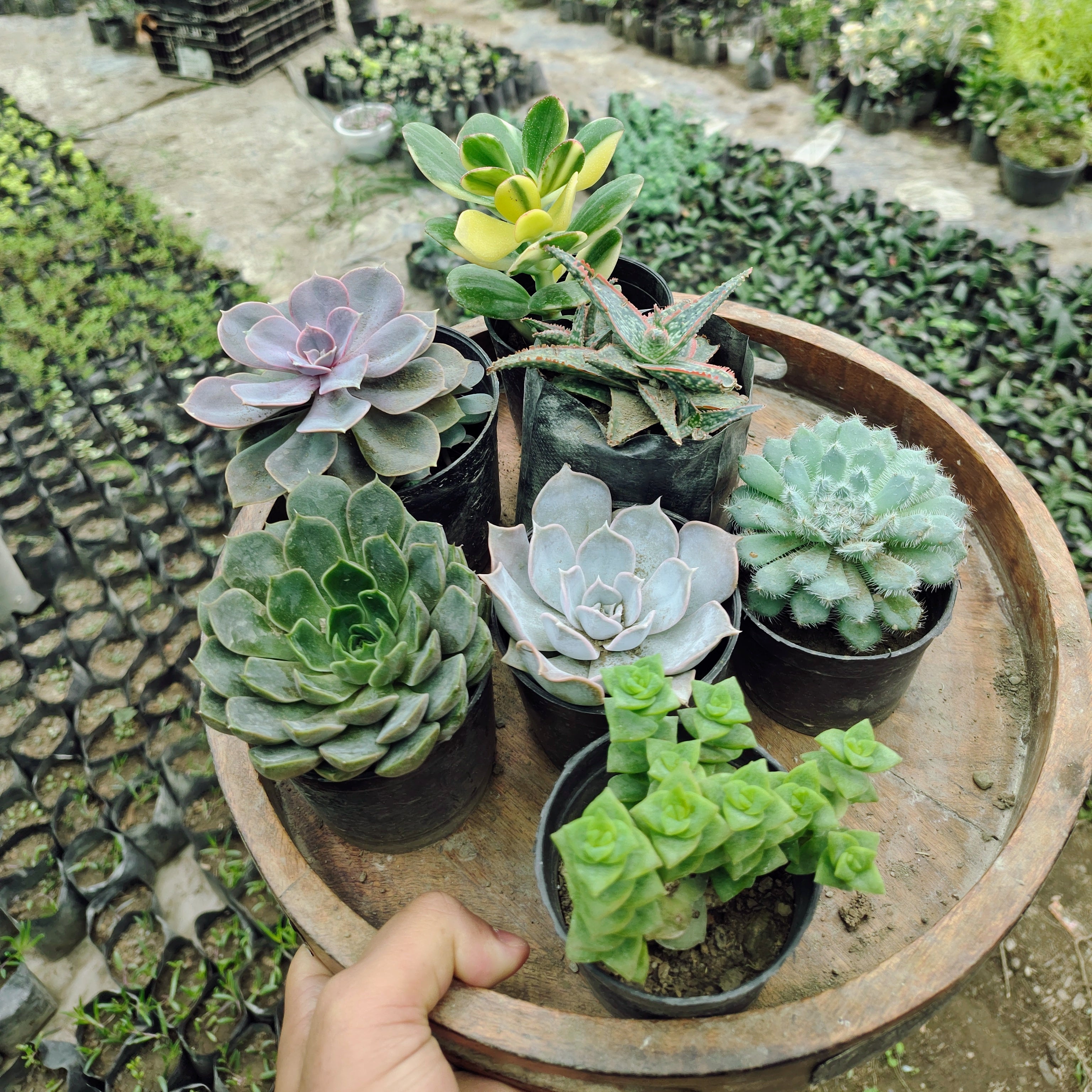 7 Live Premium Succulent Plants Combo | Assorted Colorful Succulents | Low Maintenance Indoor & Outdoor Plants | Nursery Grown | Succulents Mart