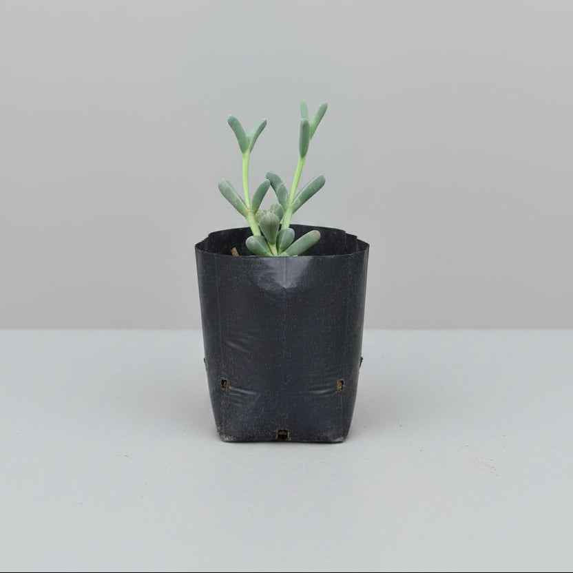 Corpuscularia lehmannii