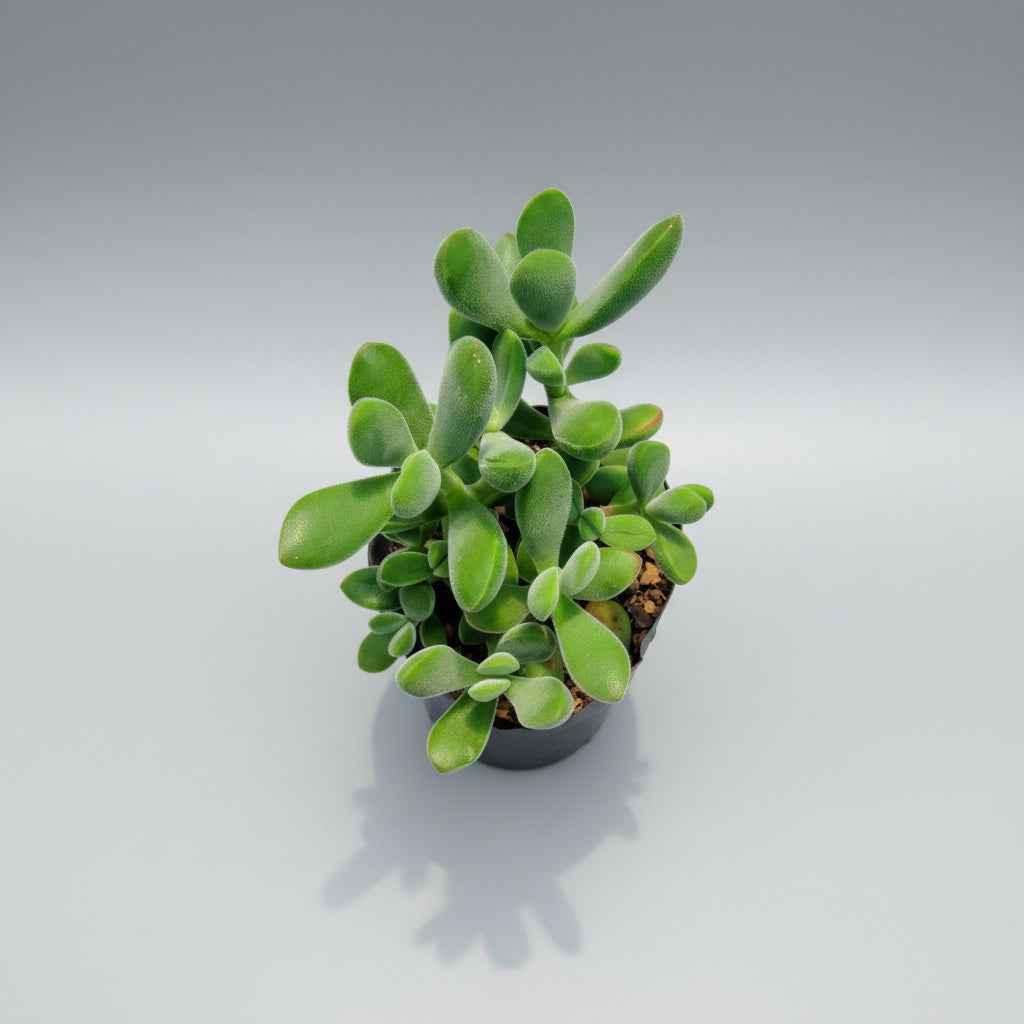 crassula rogersii
