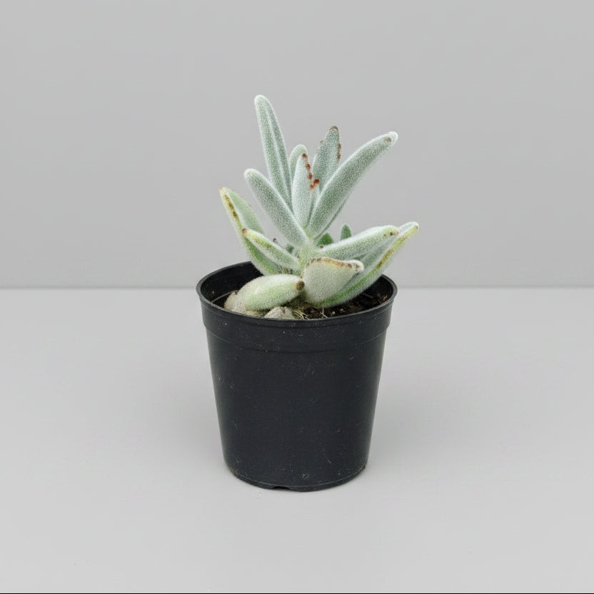 Kalanchoe Tomentosa Panda Plant live succulent with fuzzy silver-green leaves and brown edges.