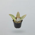 Kalanchoe succulent plant with fuzzy green leaves and reddish edges in a black nursery pot.