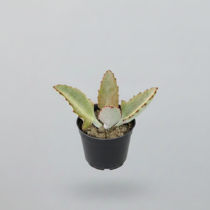 Kalanchoe succulent plant with fuzzy green leaves and reddish edges in a black nursery pot.