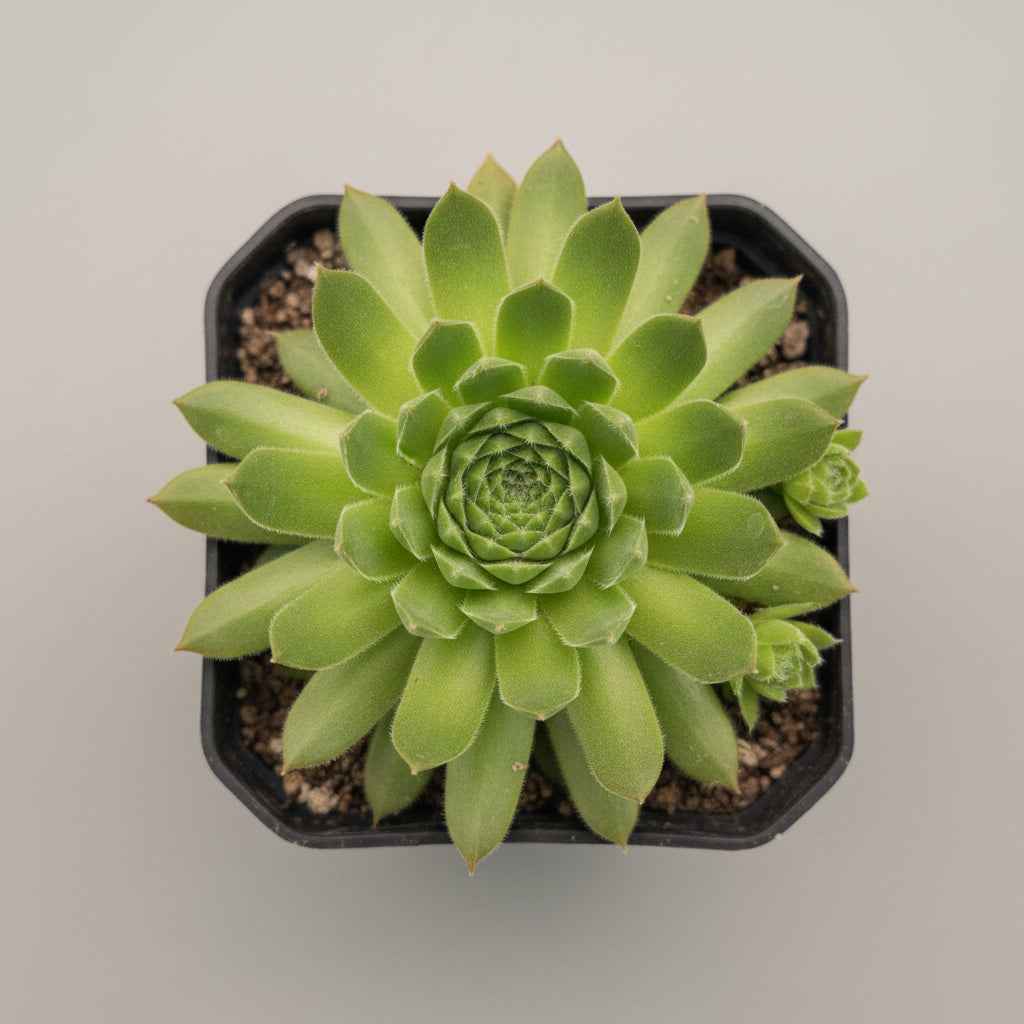 SucculentsMart Premium 9 Plants Combo | Hanging & Rare Succulent Collection