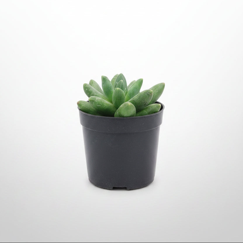 Pachyphytum compactum Little Jewel succulent with thick geometric leaves
