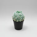 Pachyphytum oviferum Moonstone succulent plant with plump powdery leaves.