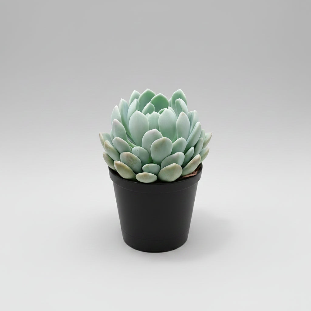 Pachyphytum oviferum Moonstone succulent plant with plump powdery leaves.