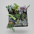 Premium Hanging and Succulent Combo with 9 live plants including String of Dolphins, Variegated String of Hearts, Haworthia Zebra, Cubic Frost and English Ivy by SucculentsMart.