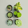 Rakhi Special Succulent Plant Combo – 6 Live Succulent Plants