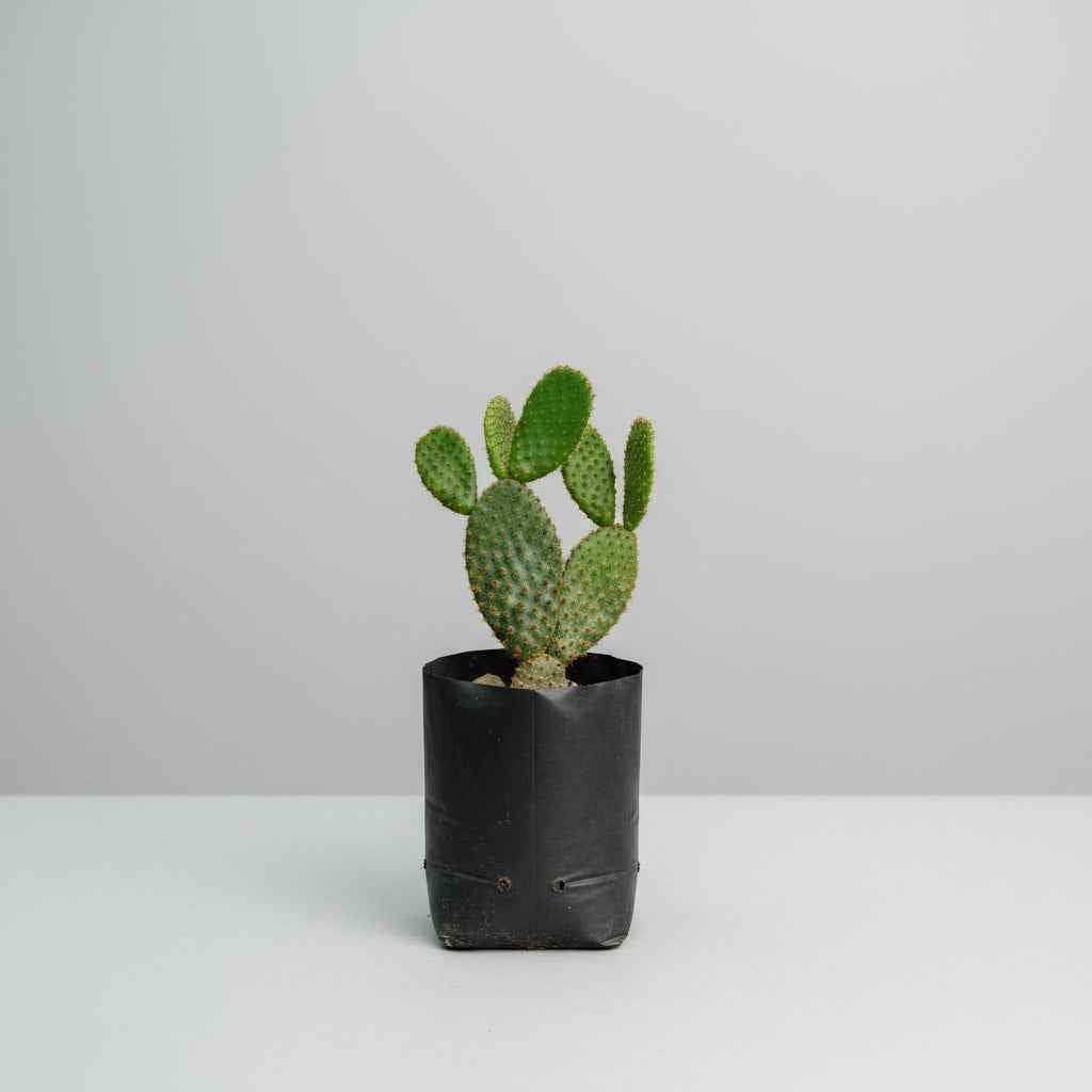 Bunny Ear Cactus Combo (Yellow, Red & White) | 3 Live Opuntia Microdasys Plants | SucculentsMart