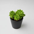 Healthy Sedeveria 'Letizia' succulent with compact green rosettes and vibrant red leaf tips, shipped bare root by Succulents Mart.