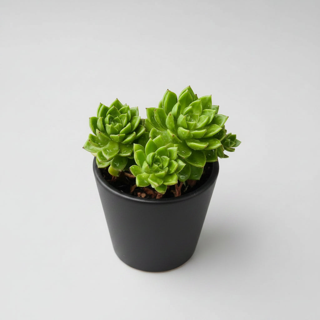 Healthy Sedeveria 'Letizia' succulent with compact green rosettes and vibrant red leaf tips, shipped bare root by Succulents Mart.