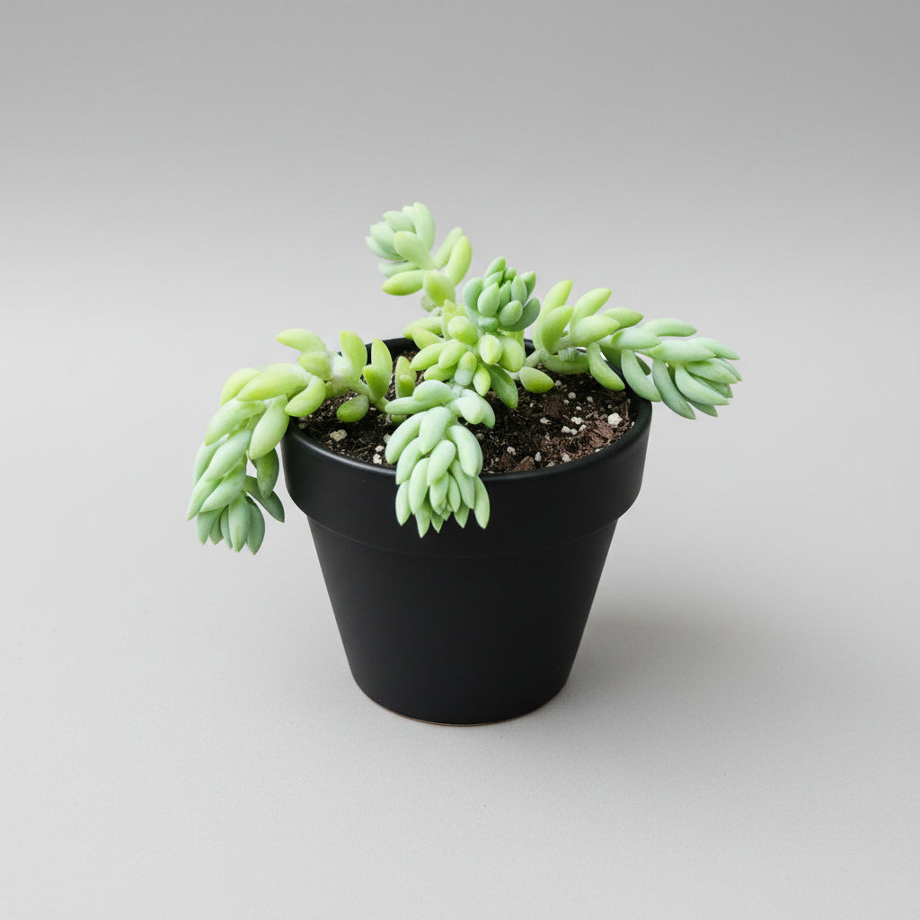 Healthy Sedum morganianum (Donkey's Tail) succulent with long pointed blue-green trailing leaves shipped bare root by SucculentsMart India.