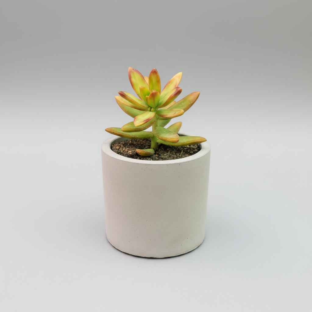 Sedum Nussbaumerianum